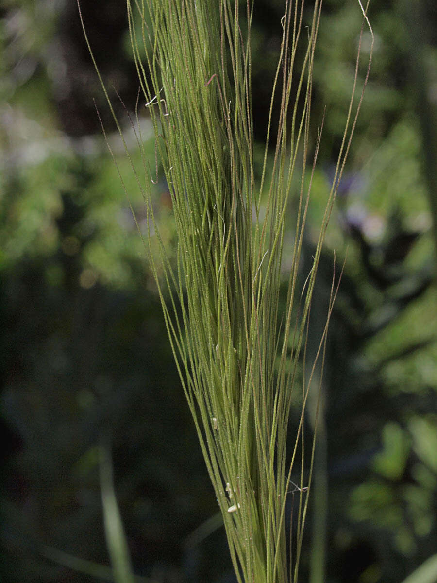 Image of Hordeum jubatum var. jubatum