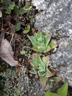 Image of Echeveria paniculata A. Gray