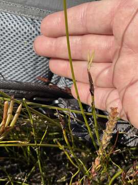 Sivun Schoenus lepidosperma subsp. pachylepis (S. T. Blake) K. L. Wilson kuva