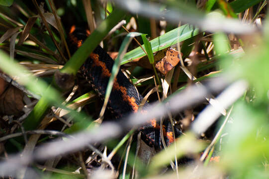 Image of Caucasian (Caucasus) Viper