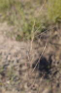 Image of prairie threeawn