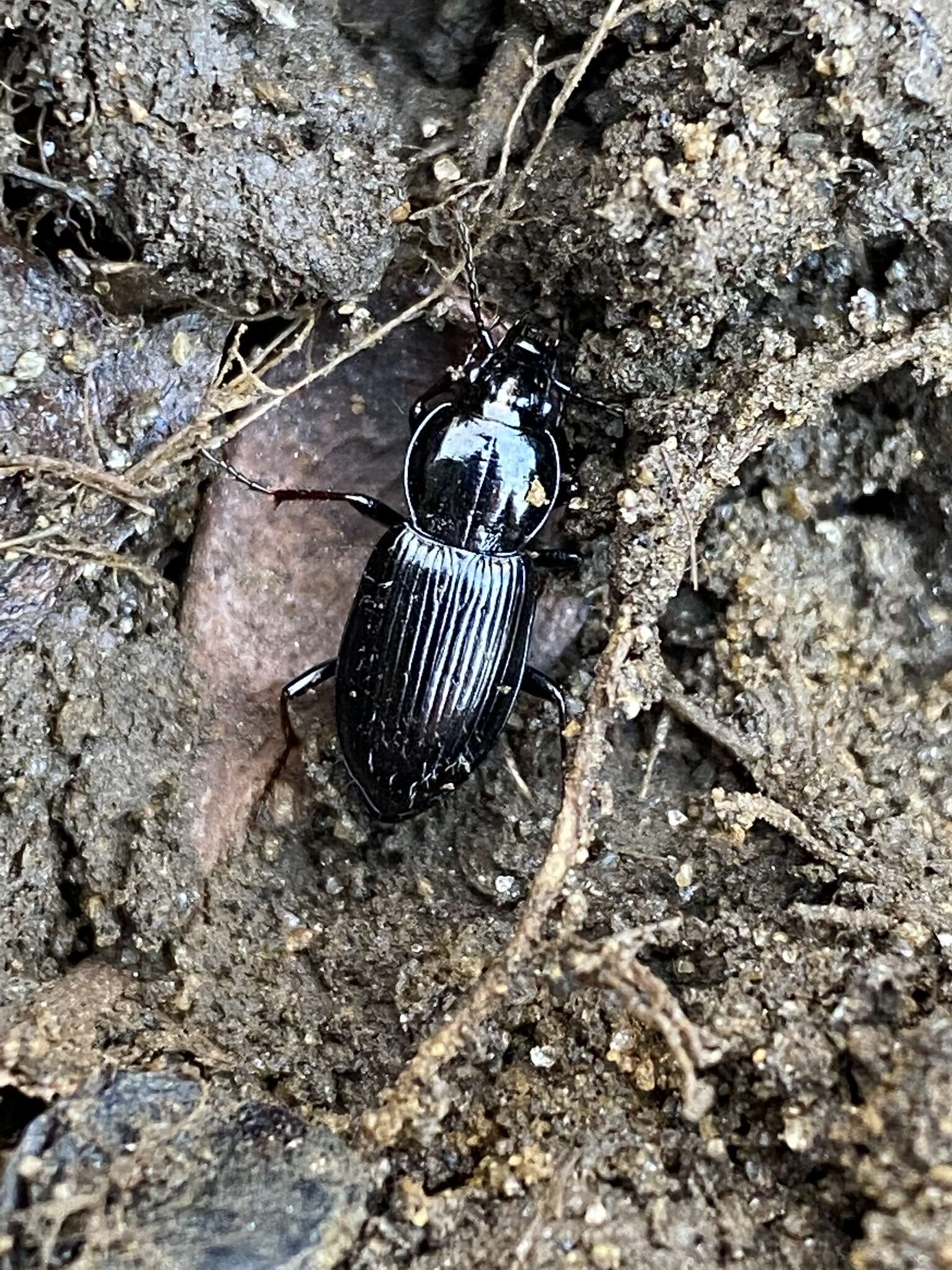 Image of Pterostichus (Bothriopterus) mutus (Say 1823)