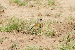 Image of Lawrence's Goldfinch