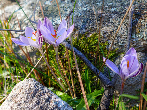 صورة Crocus corsicus Vanucchi