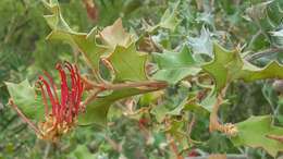 Image of Grevillea aquifolium Lindl.