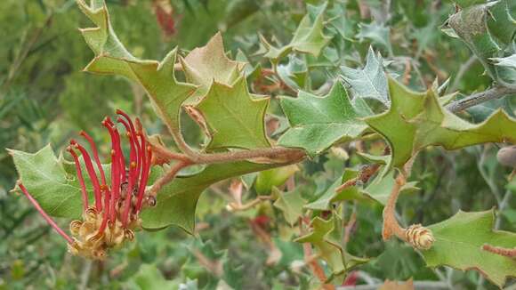 Image of Grevillea aquifolium Lindl.