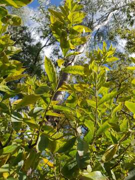 Imagem de Combretum erythrophyllum (Burch.) Sond.