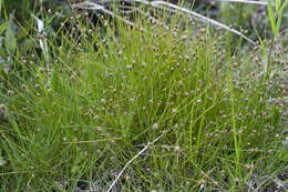 صورة Eleocharis nitida Fernald