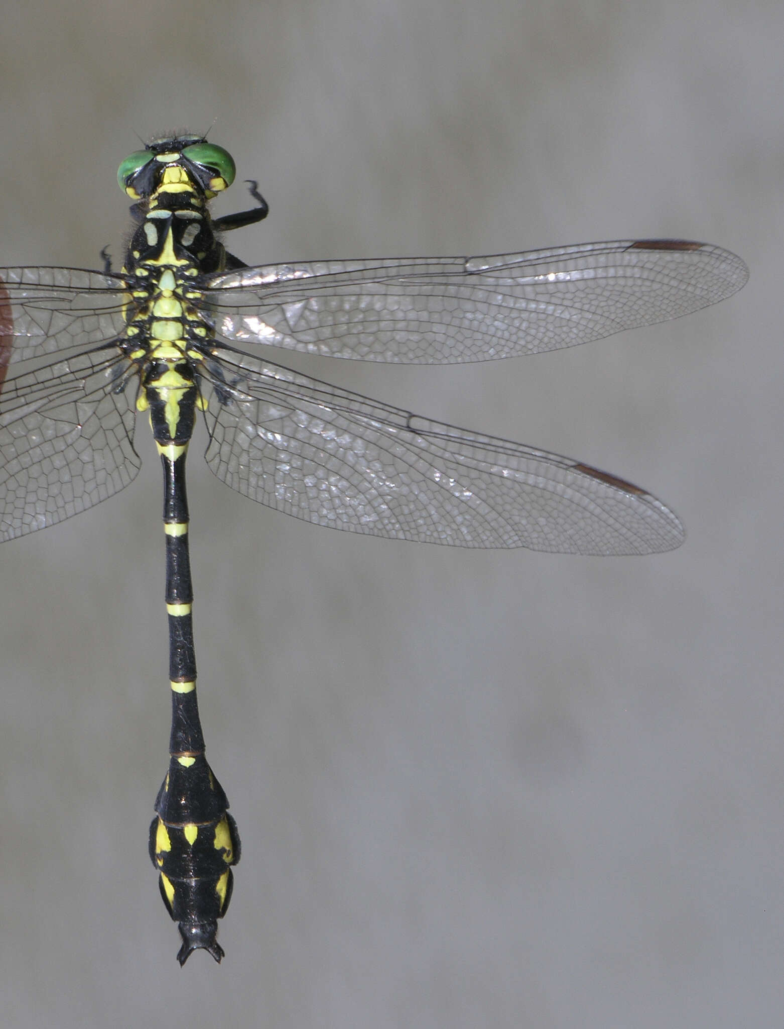 Image of Stylurus annulatus (Djakonov 1926)