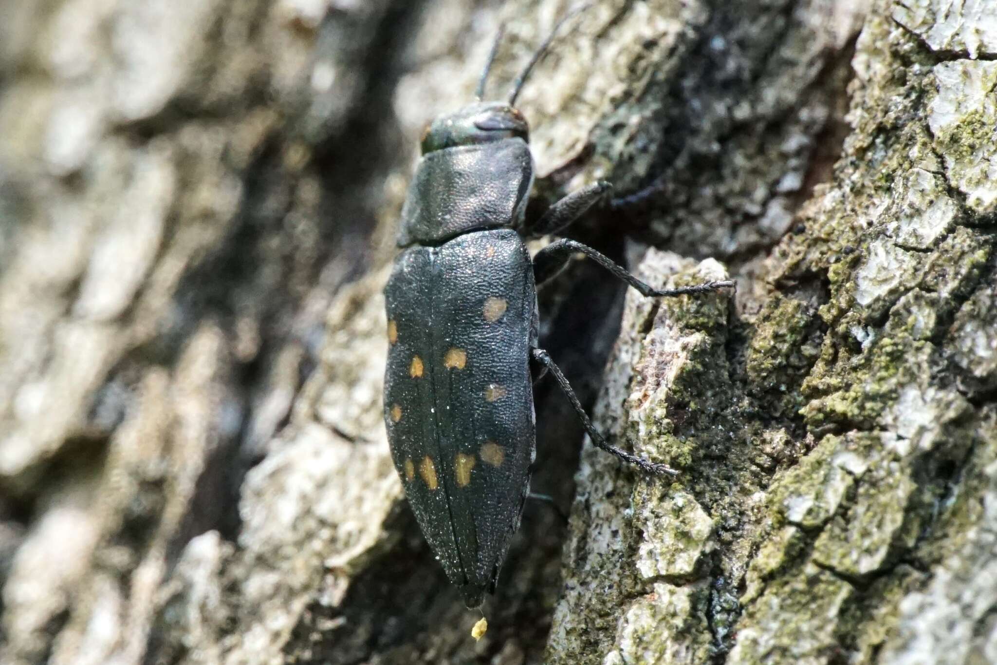 Sivun Trachypteris picta decostigma (Fabricius 1787) kuva