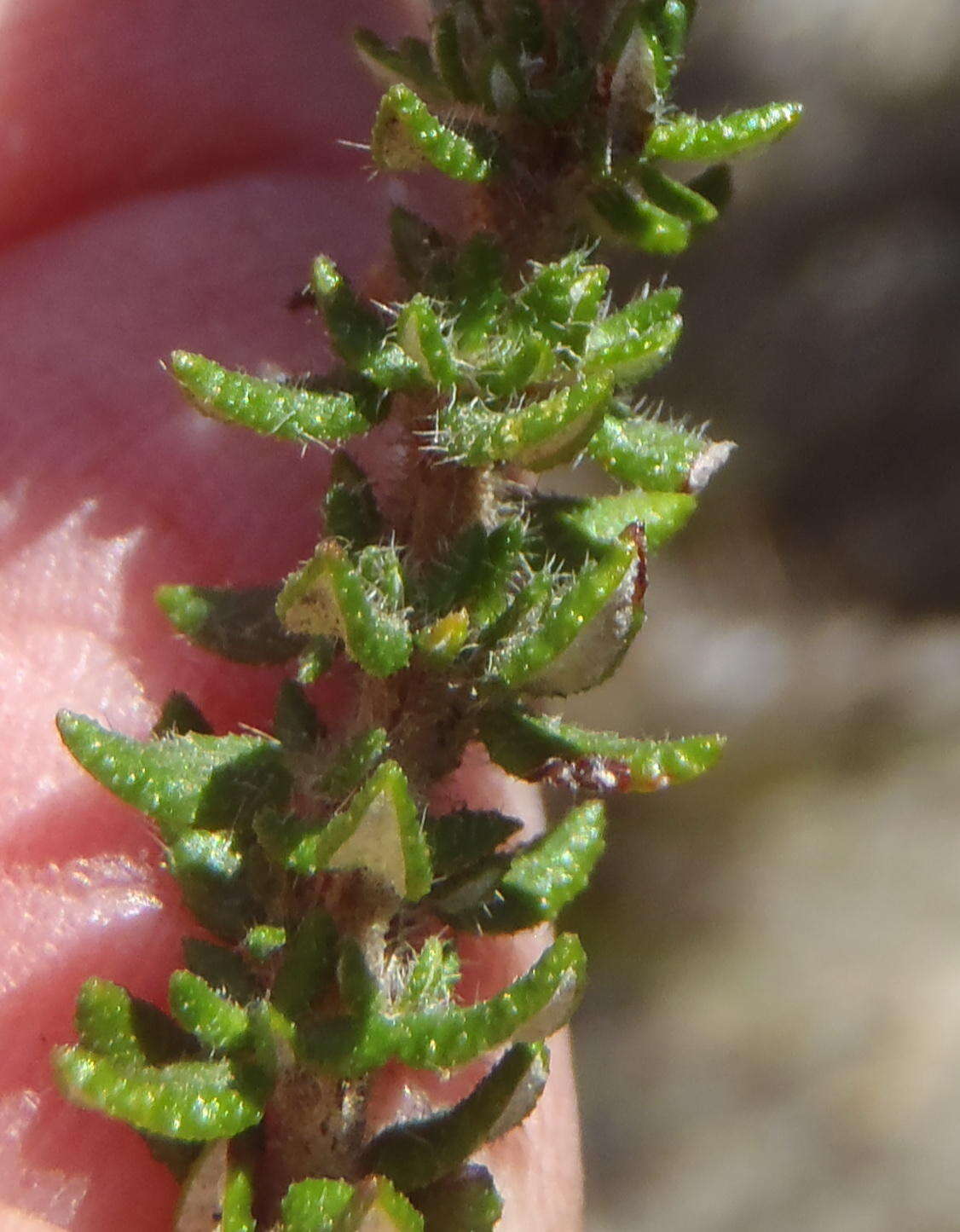 Image of Erica cordata var. cordata