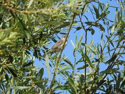 Image of Bell's Vireo