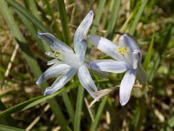 Image of blue funnel lily