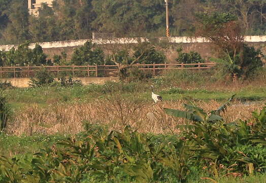 Image of Japanese Crane