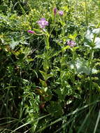 Image of Epilobium duriaei Godron