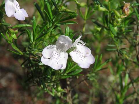 Image of Apalachicola false rosemary