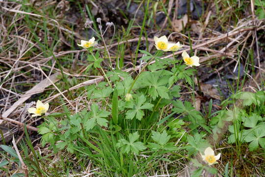 Image of American globeflower