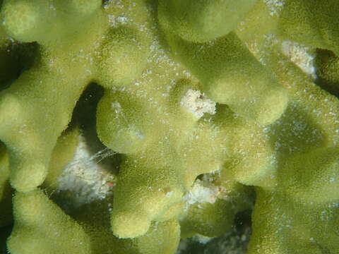 Image of Finger coral