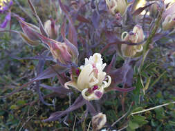 Image of Castilleja arctica Krylov & Sergievsk.