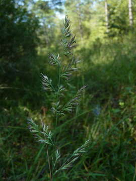 Image de Greeneochloa coarctata