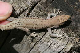 Image of Mosor rock lizard