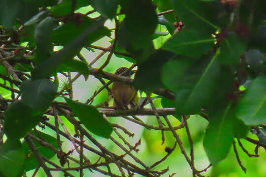 Image of Olivaceous Piculet