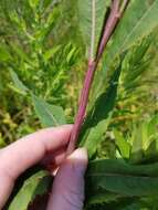 Image of prairie ironweed