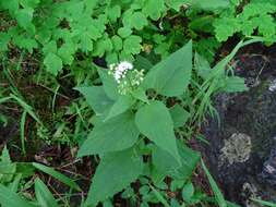 Imagem de Ageratina altissima var. angustata (A. Gray) Clewell & Woot.