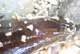 Image of Rock blenny