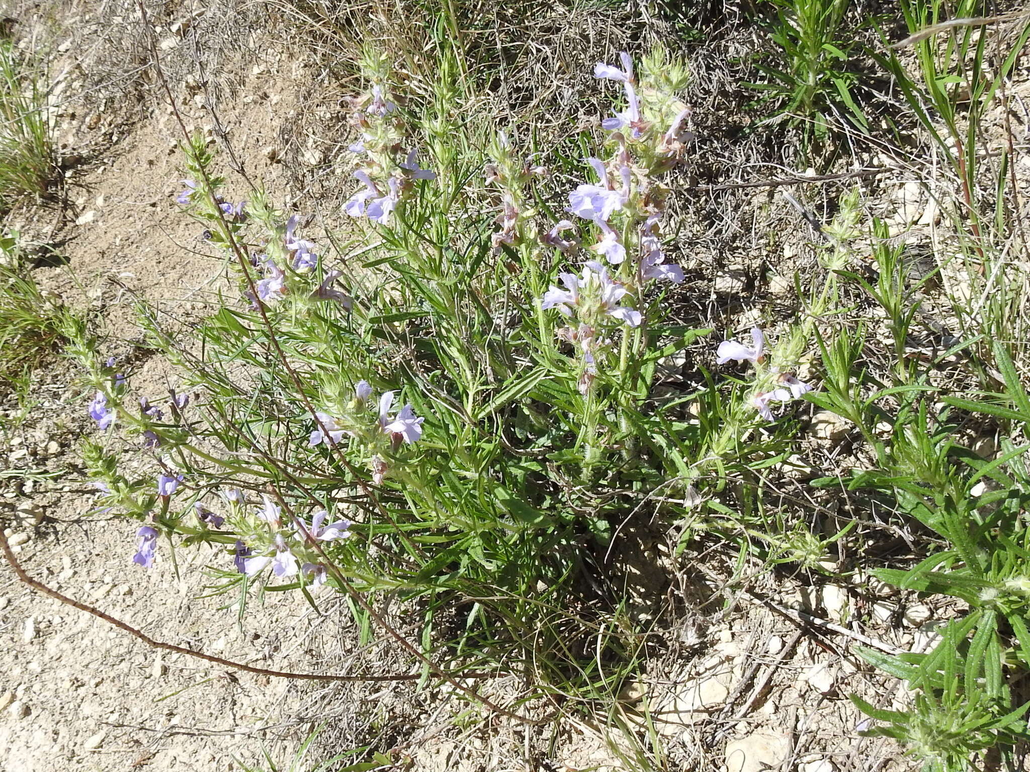 Sivun Salvia engelmannii A. Gray kuva