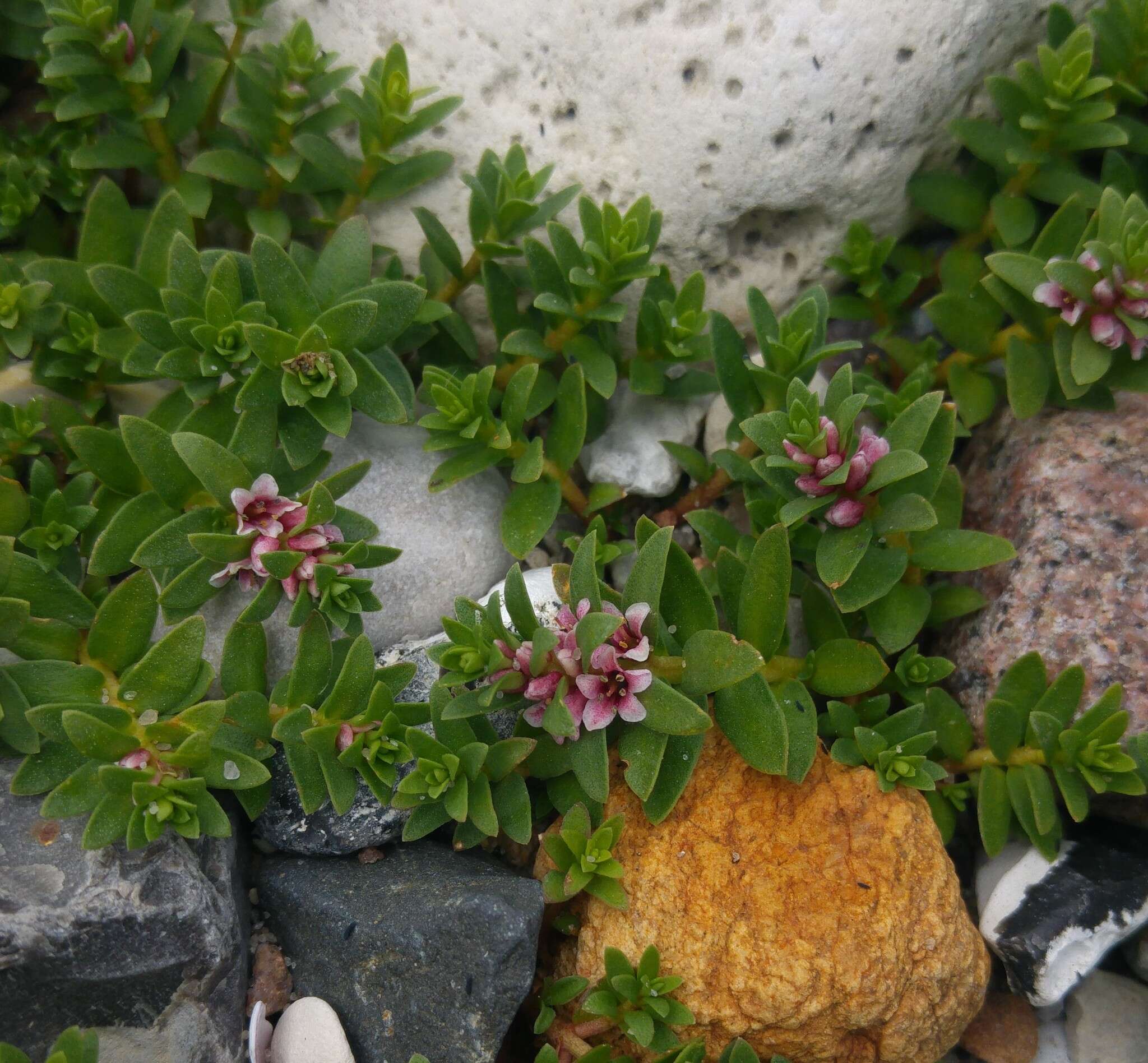 Image of black saltwort