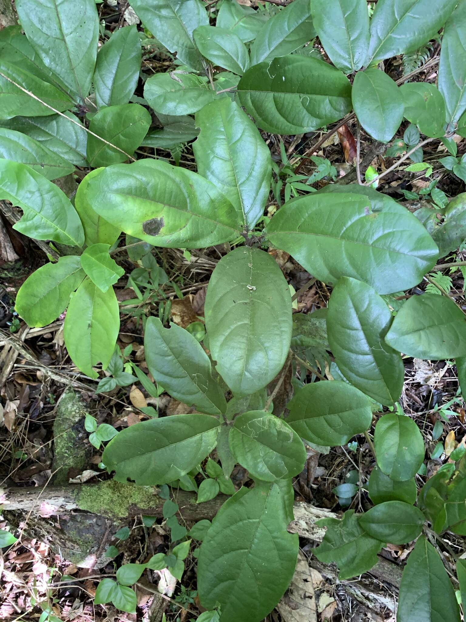 صورة Cordia borinquensis Urb.