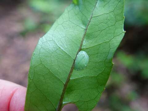 Image of Ctenochiton paraviridis Henderson & Hodgson