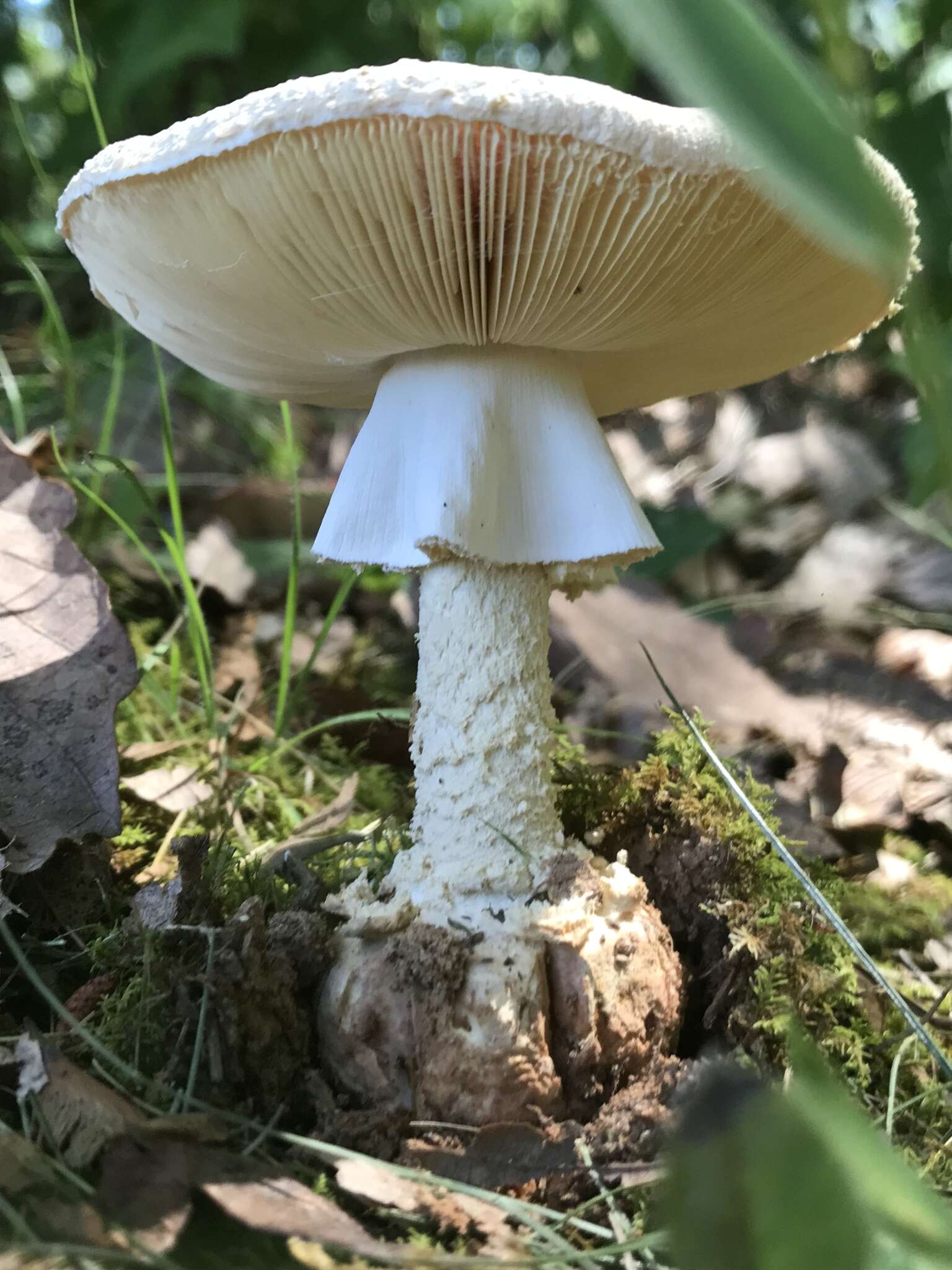 Plancia ëd Amanita daucipes (Sacc.) Lloyd 1898