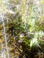 Image de Carmichaelia uniflora Kirk