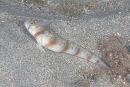 Image of Arcfin shrimpgoby