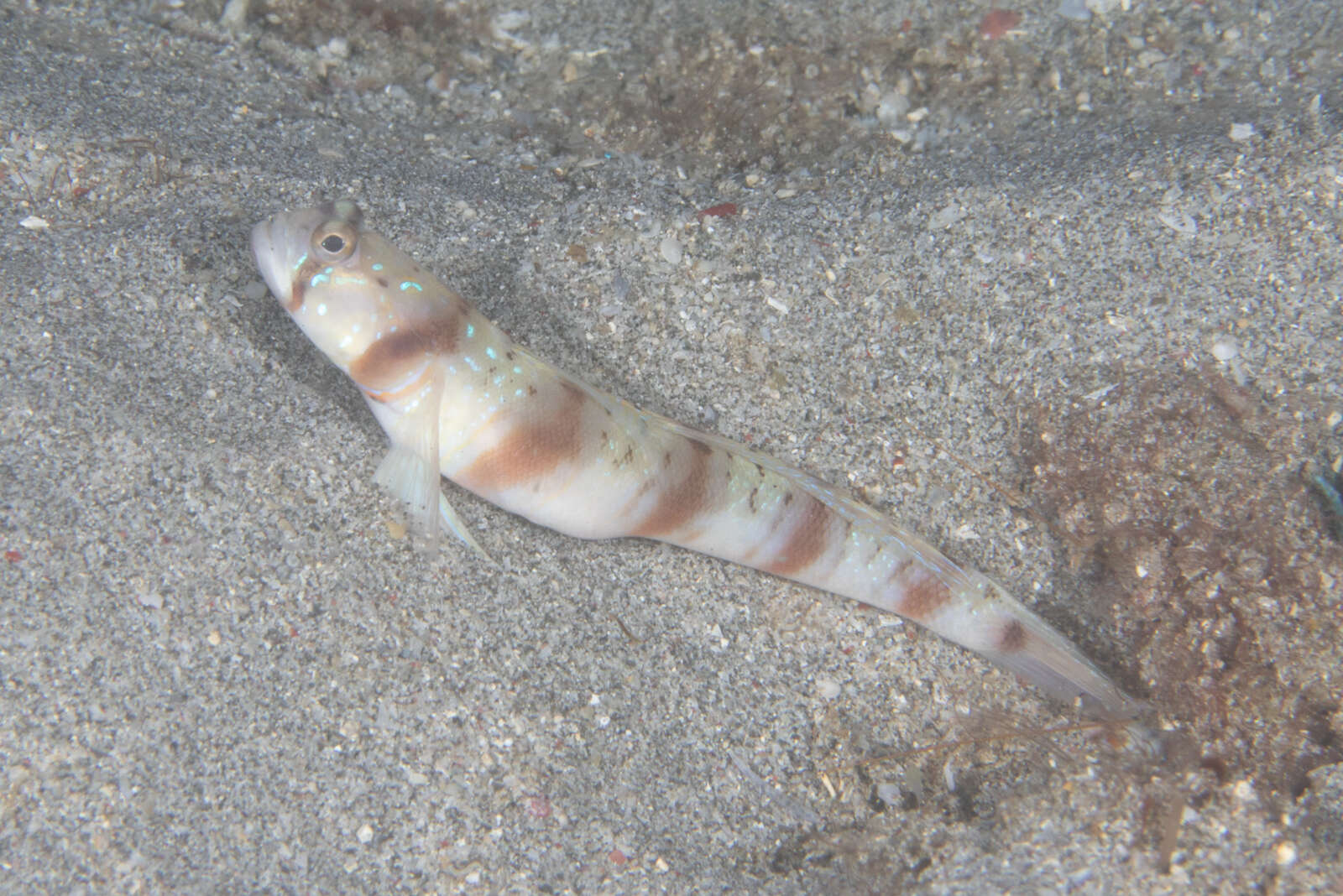 Image of Arcfin shrimpgoby