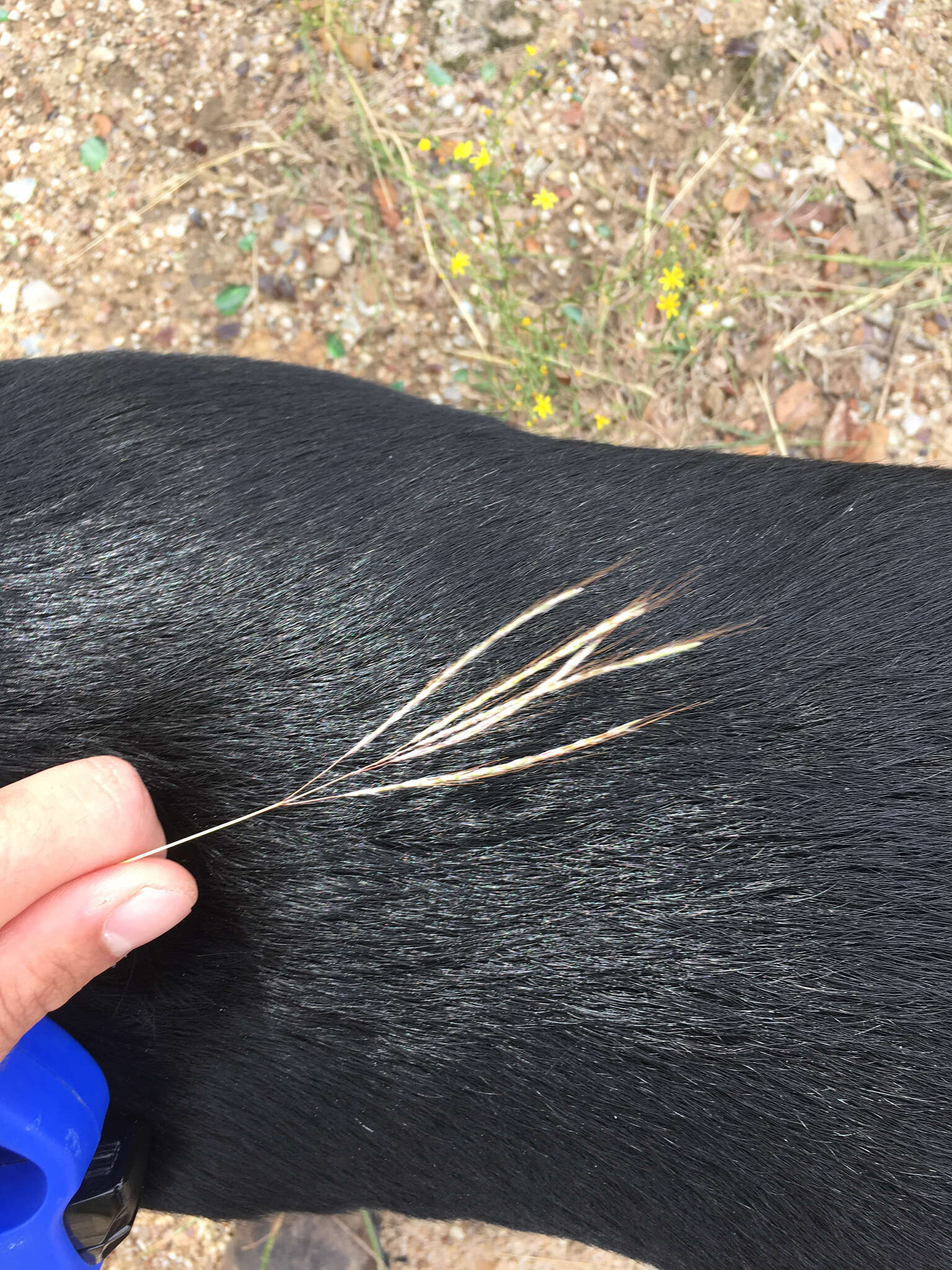 Image of yellow bluestem