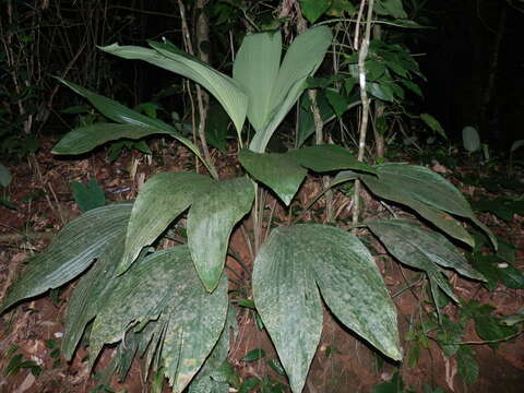 Image of Asplundia brachyphylla Harling