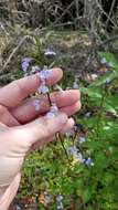 Image of pineland lobelia