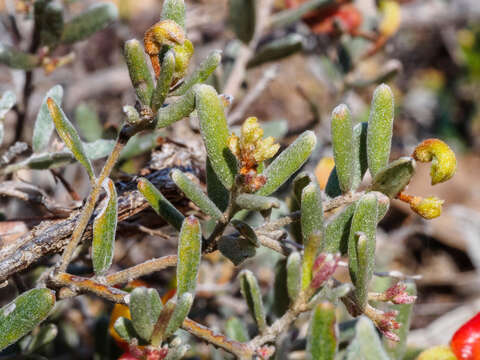 صورة Grevillea alpina Lindl.