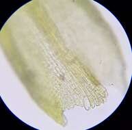 صورة Pseudocrossidium hornschuchianum Zander 1979