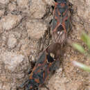 Image of Lygaeus truculentus Stal & C. 1862