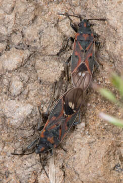 Image of Lygaeus truculentus Stal & C. 1862