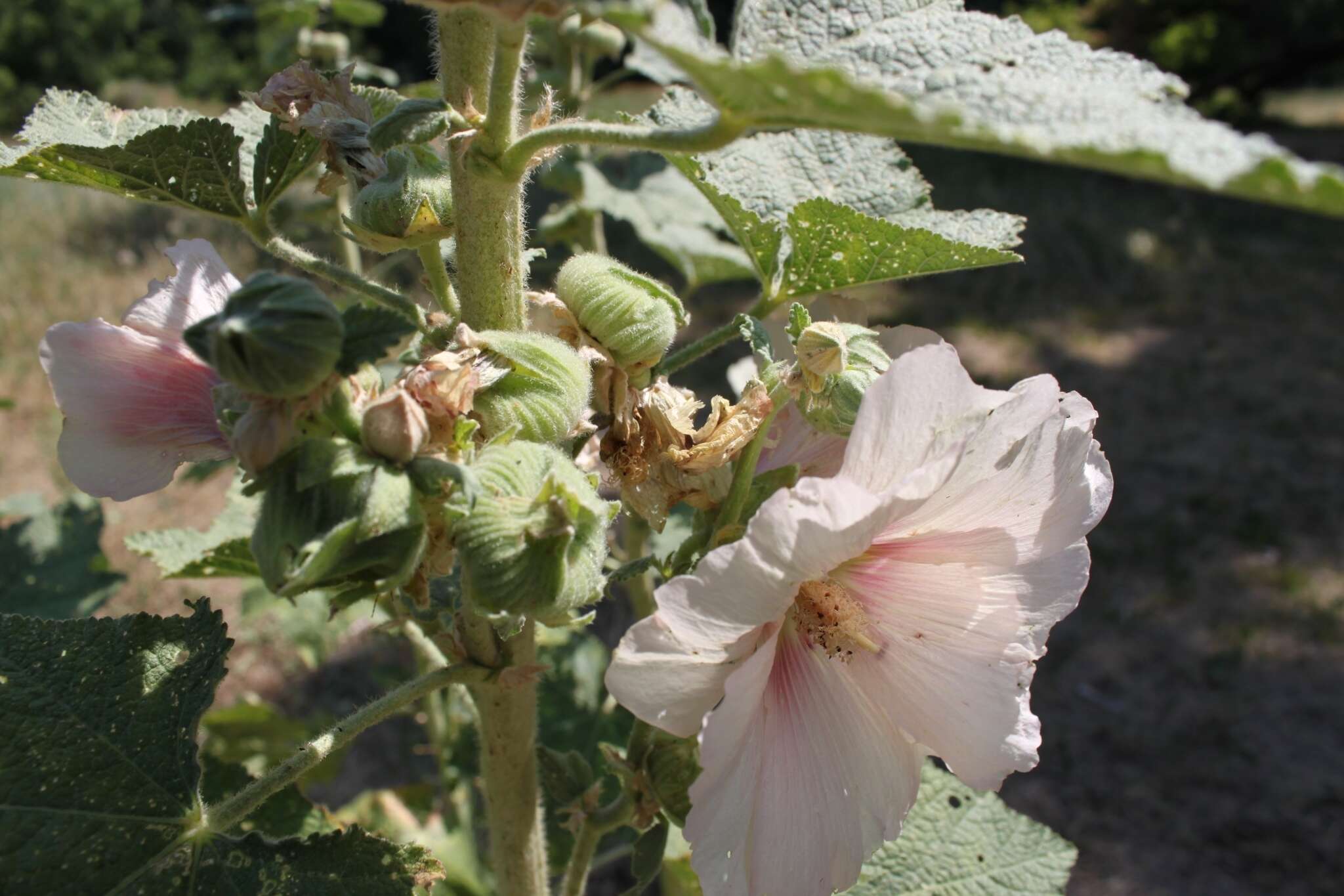 Image of hollyhock