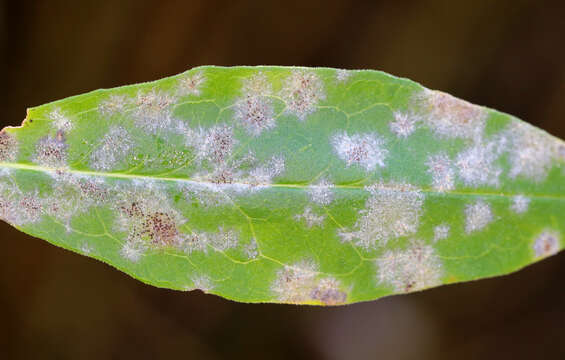 Image of Golovinomyces cichoracearum (DC.) V. P. Heluta 1988