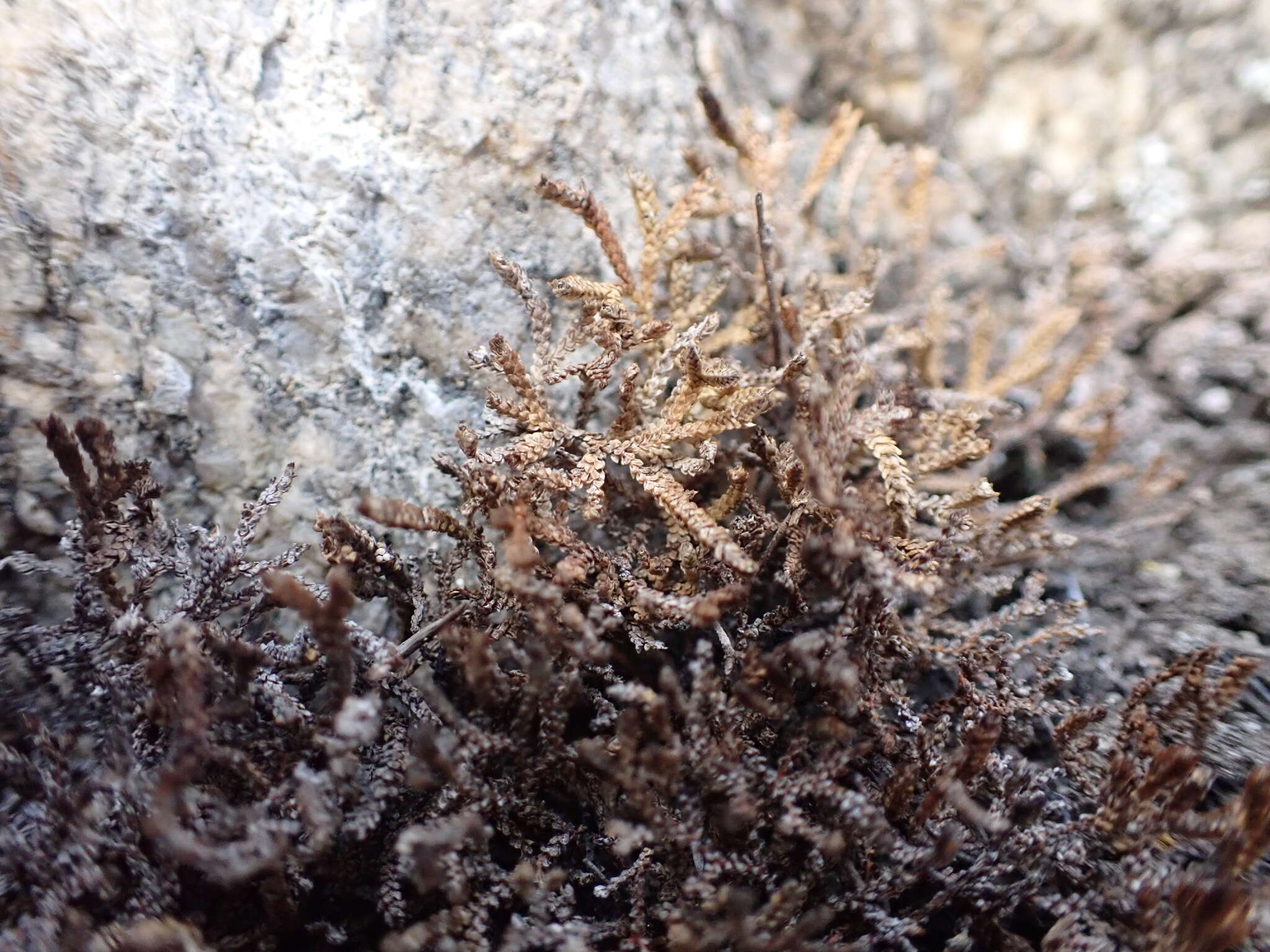 Sivun Selaginella sanguinolenta (L.) Spring kuva