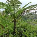 Image of Pacific treefern