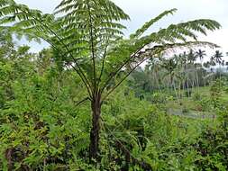 Image of Pacific treefern