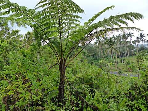 صورة Sphaeropteris lunulata subsp. lunulata